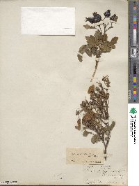 Rosa californica image