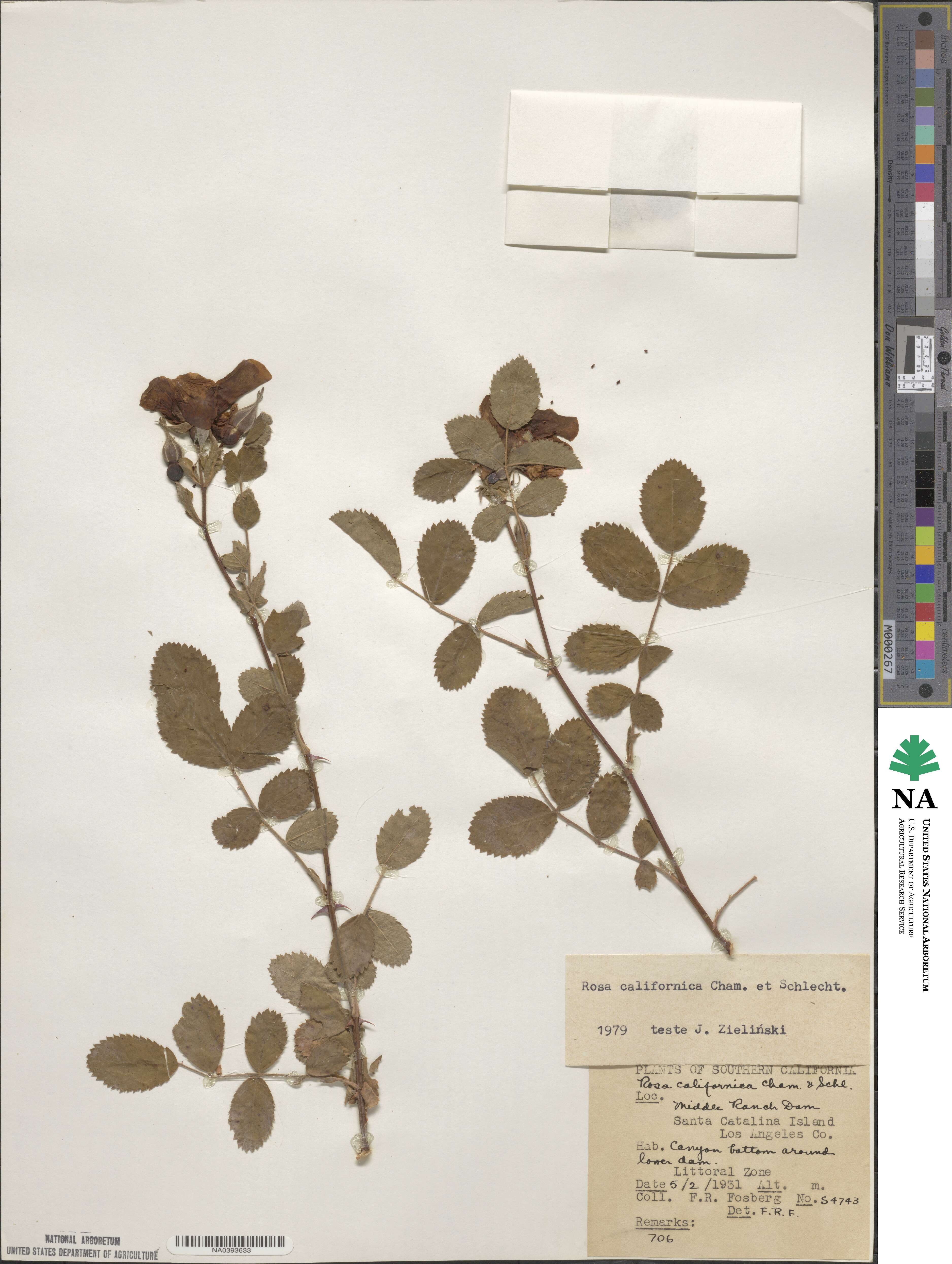 Rosa californica image