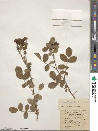 Rosa californica image