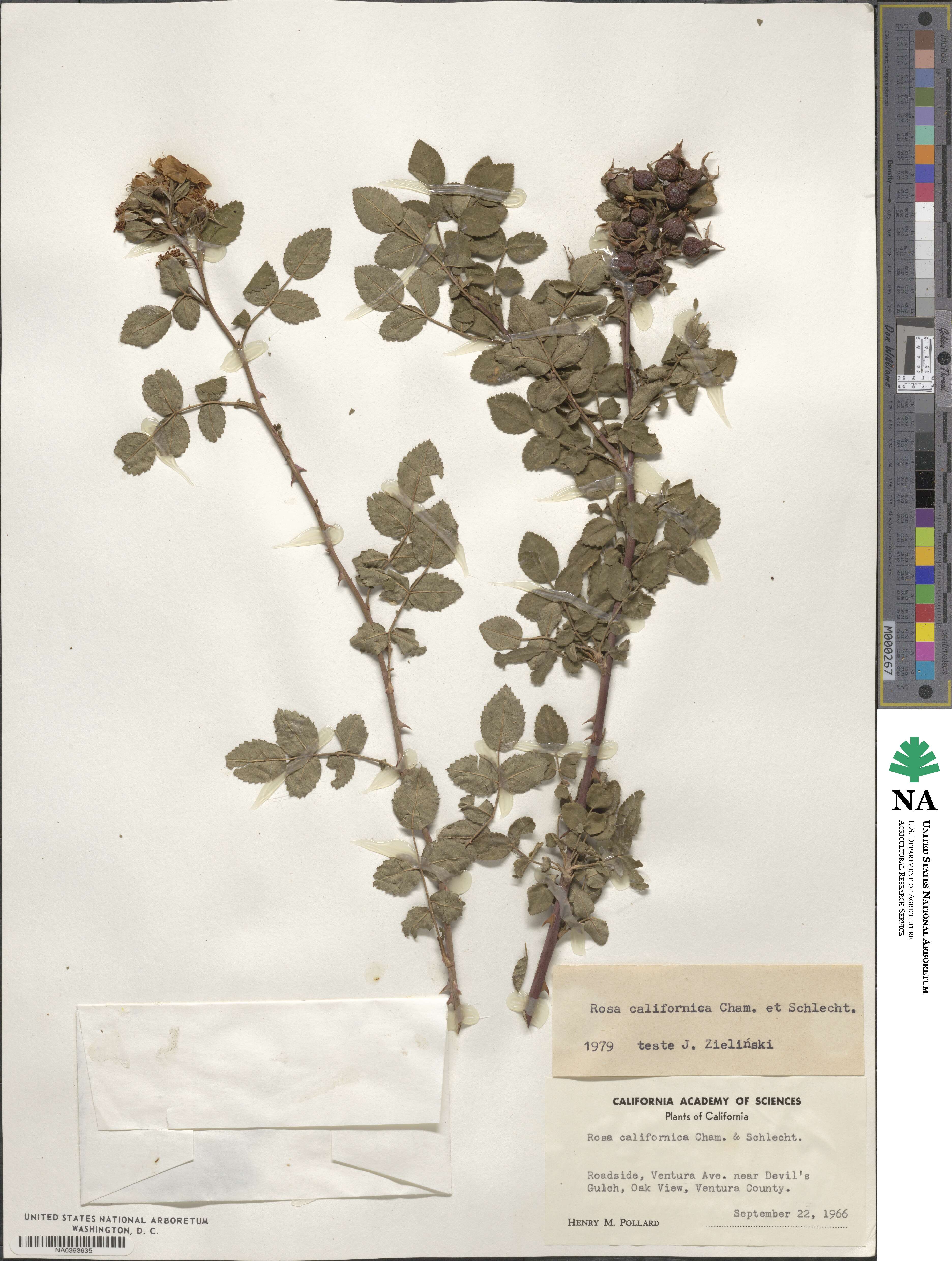 Rosa californica image
