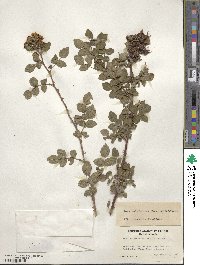 Rosa californica image