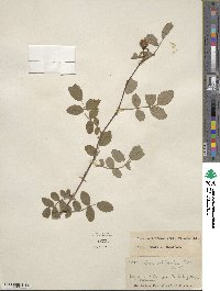 Rosa californica image