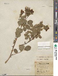 Rosa californica image