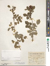 Rosa californica image