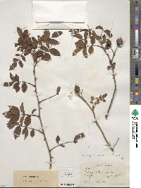 Rosa canina image