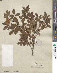 Rosa canina image