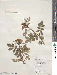 Rosa canina image