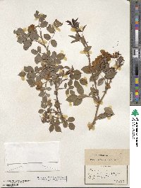 Rosa canina image