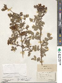 Rosa canina image