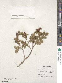 Rosa canina image