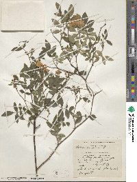 Rosa carolina subsp. carolina image