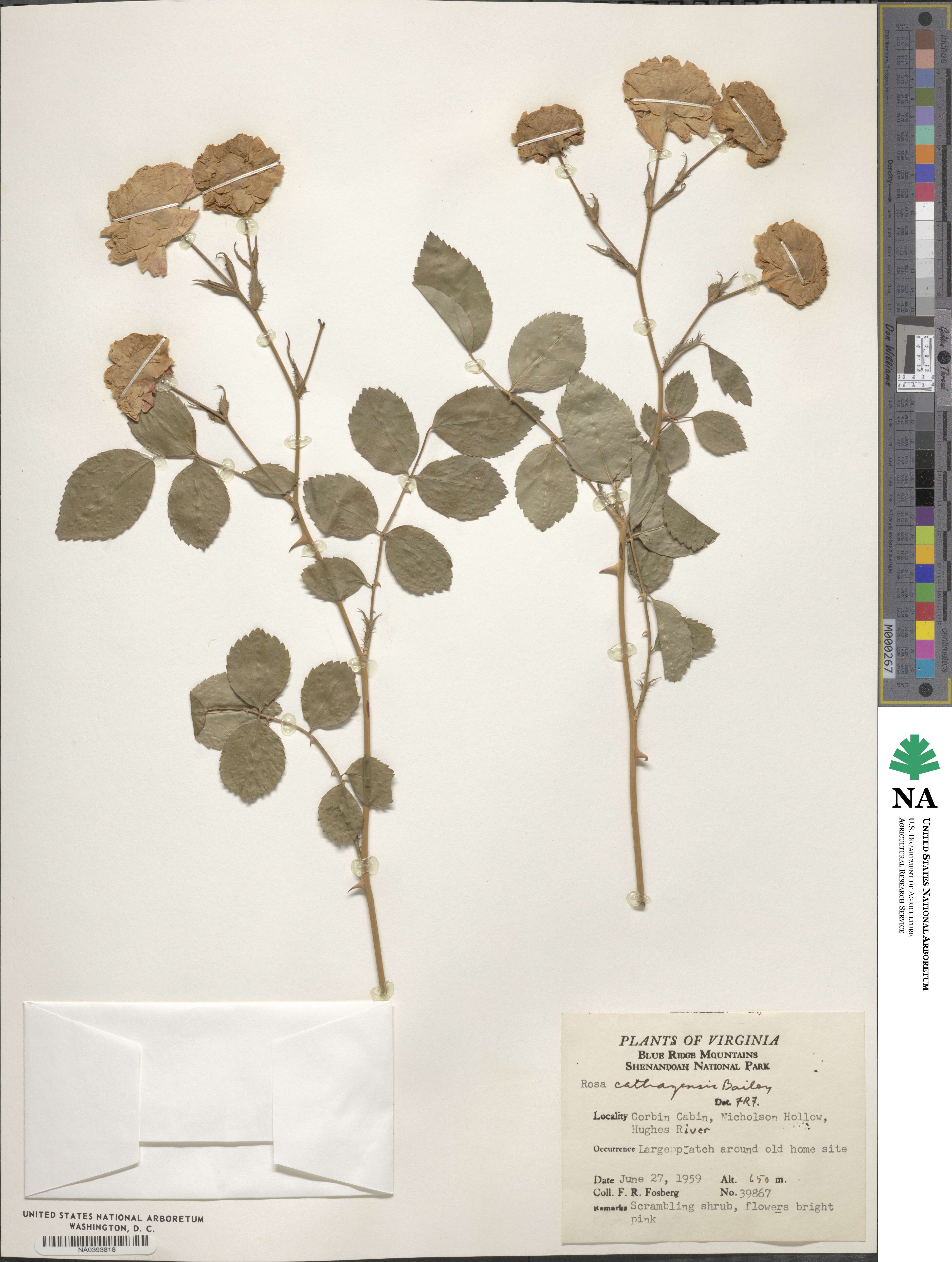 Rosa multiflora var. cathayensis image