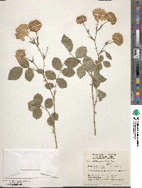 Rosa multiflora image