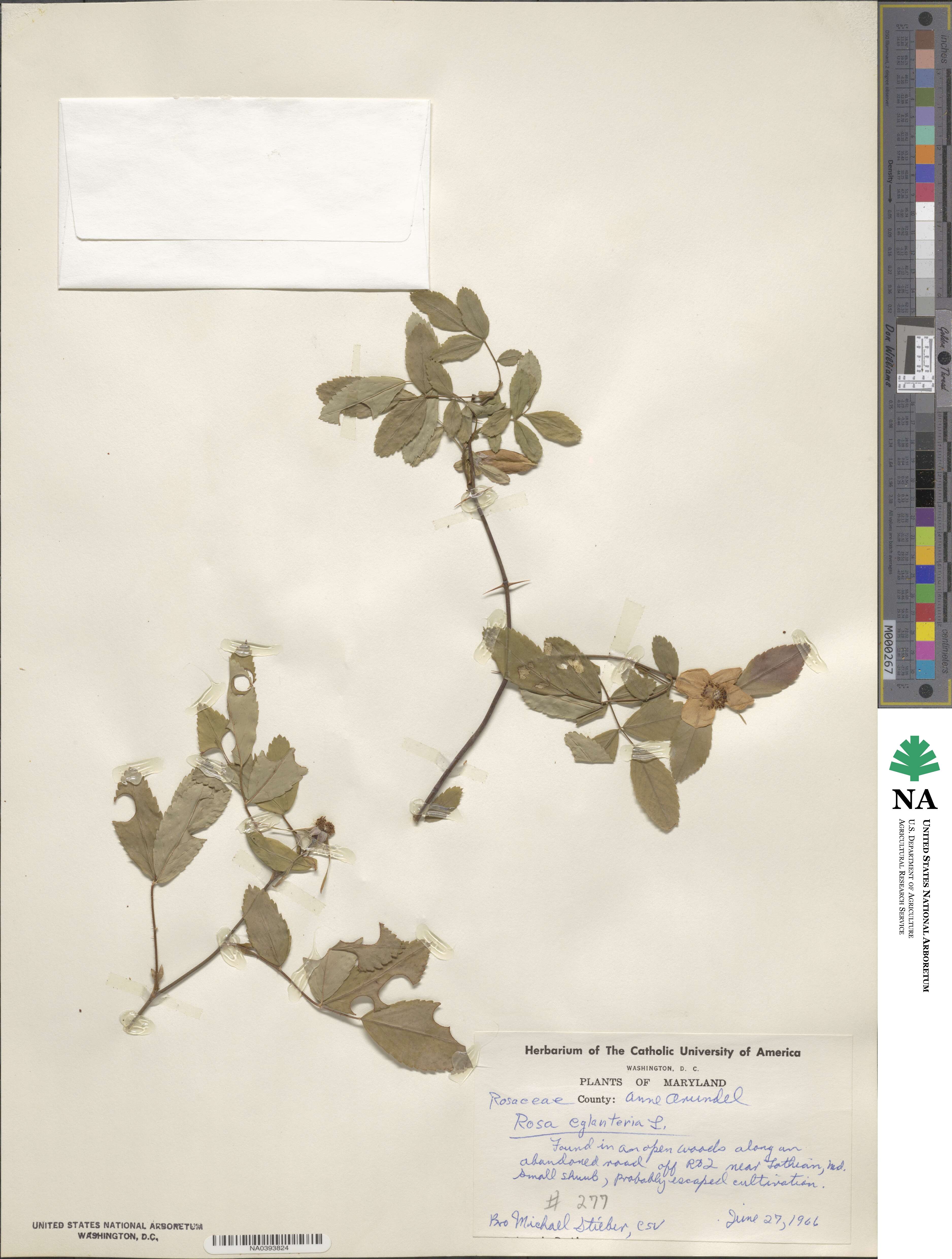 Rosa eglanteria image