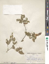 Rosa eglanteria image