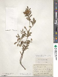 Rosa foliolosa image