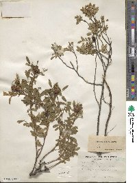 Rosa foliolosa image