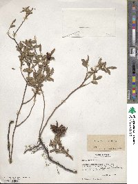 Rosa foliolosa image