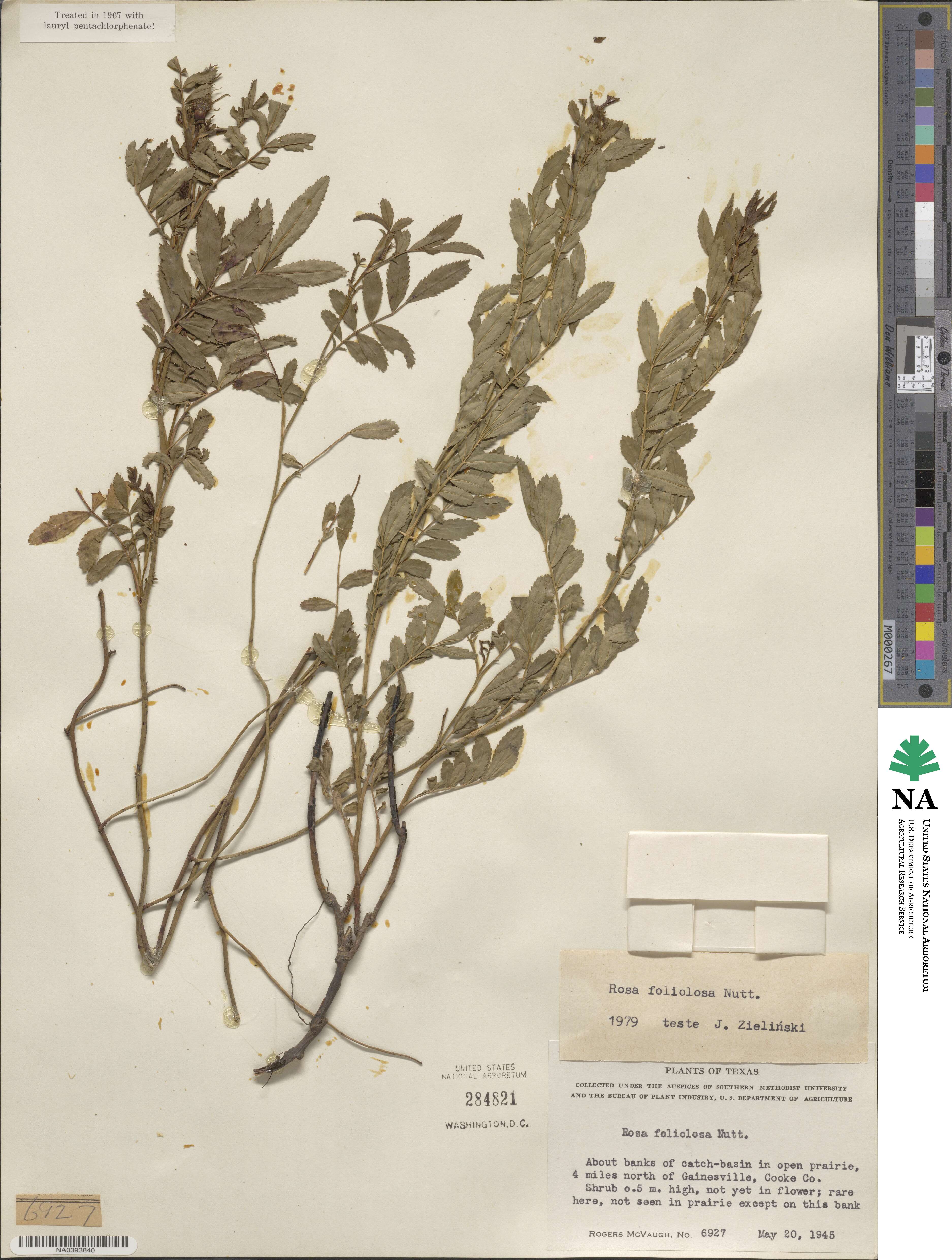 Rosa foliolosa image