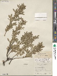 Rosa foliolosa image