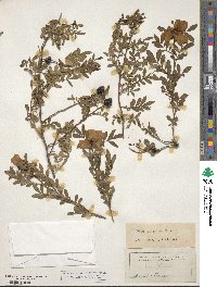 Rosa foliolosa image