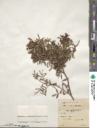 Rosa foliolosa image