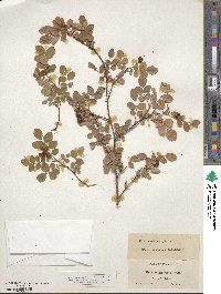 Rosa gymnocarpa image