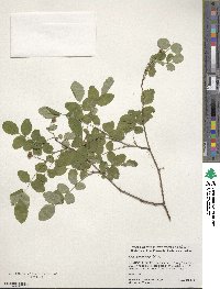 Rosa gymnocarpa image