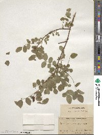 Rosa gymnocarpa image