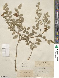 Rosa gymnocarpa image