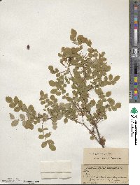 Rosa gymnocarpa image