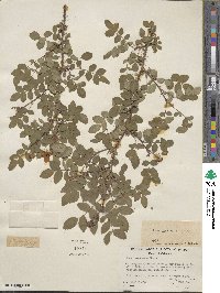 Rosa gymnocarpa image