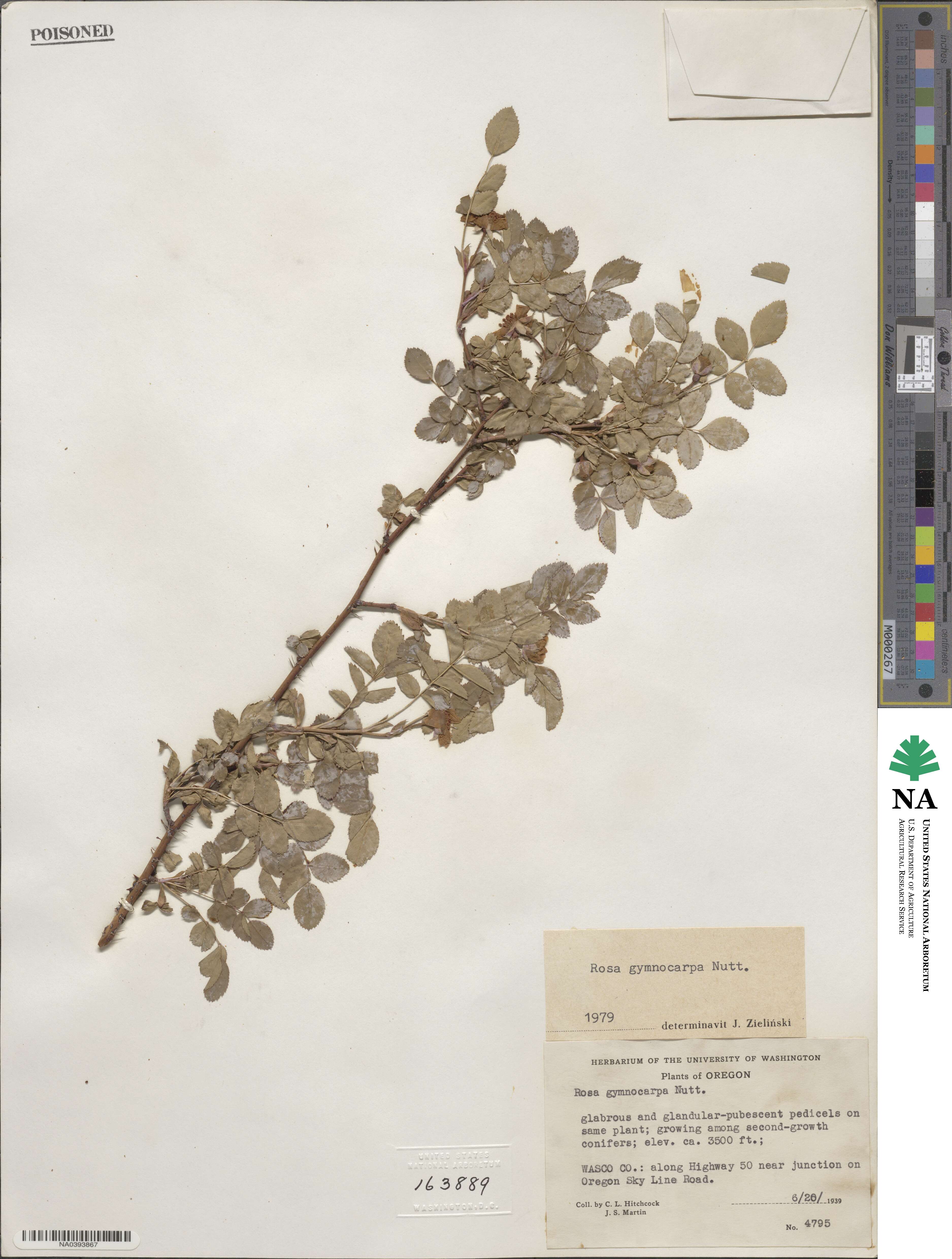 Rosa gymnocarpa image