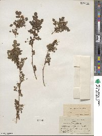 Rosa gymnocarpa image