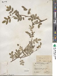 Rosa gymnocarpa image