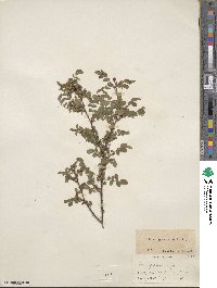 Rosa gymnocarpa image