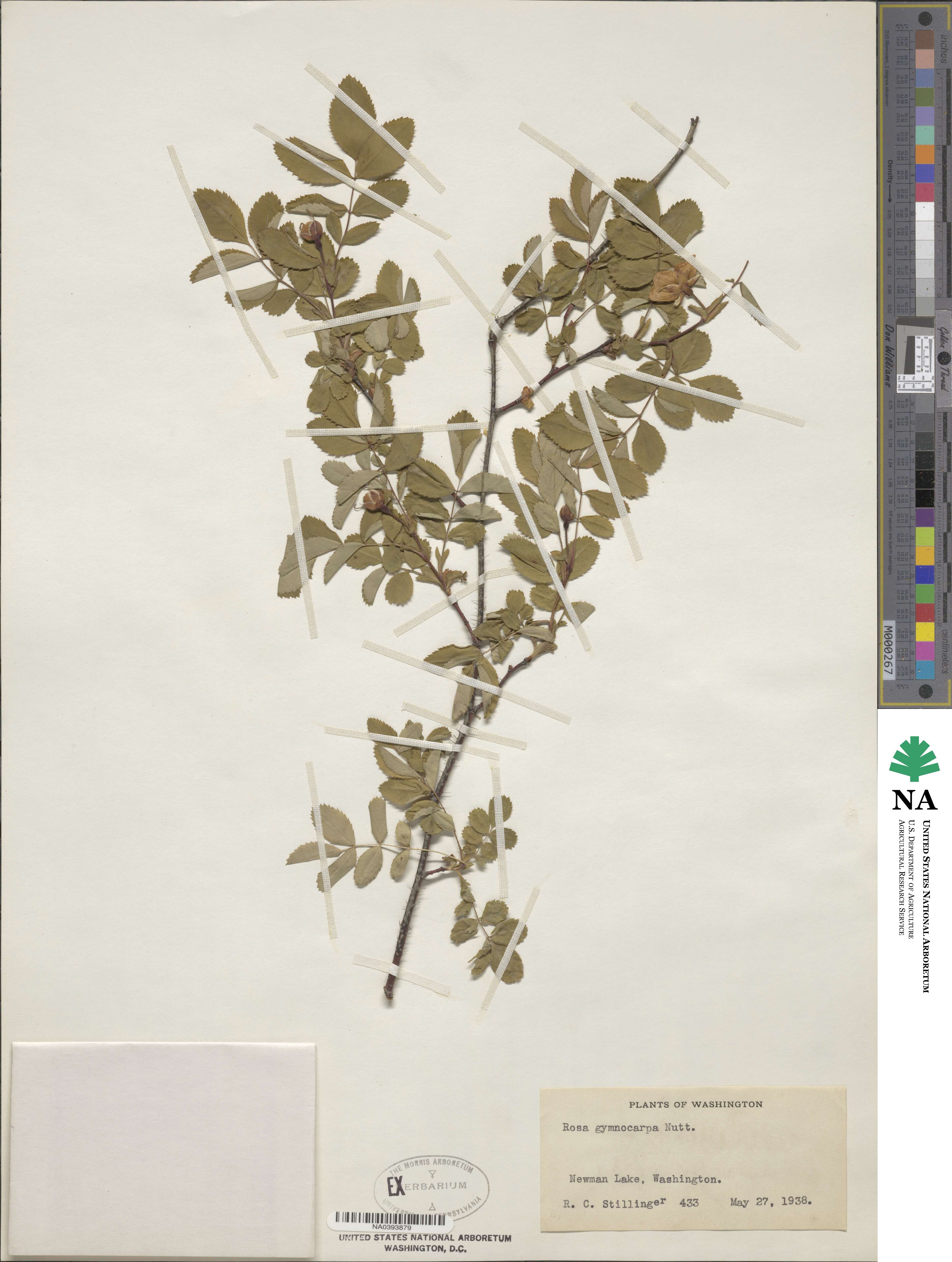 Rosa gymnocarpa image