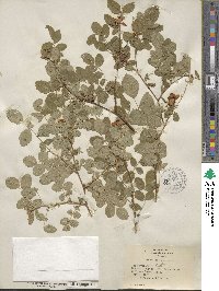 Rosa gymnocarpa image