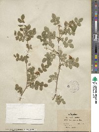 Rosa gymnocarpa image