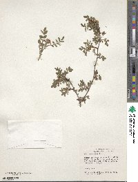 Rosa gymnocarpa image