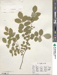 Rosa gymnocarpa image