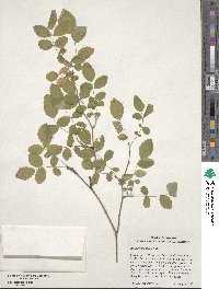 Rosa gymnocarpa image