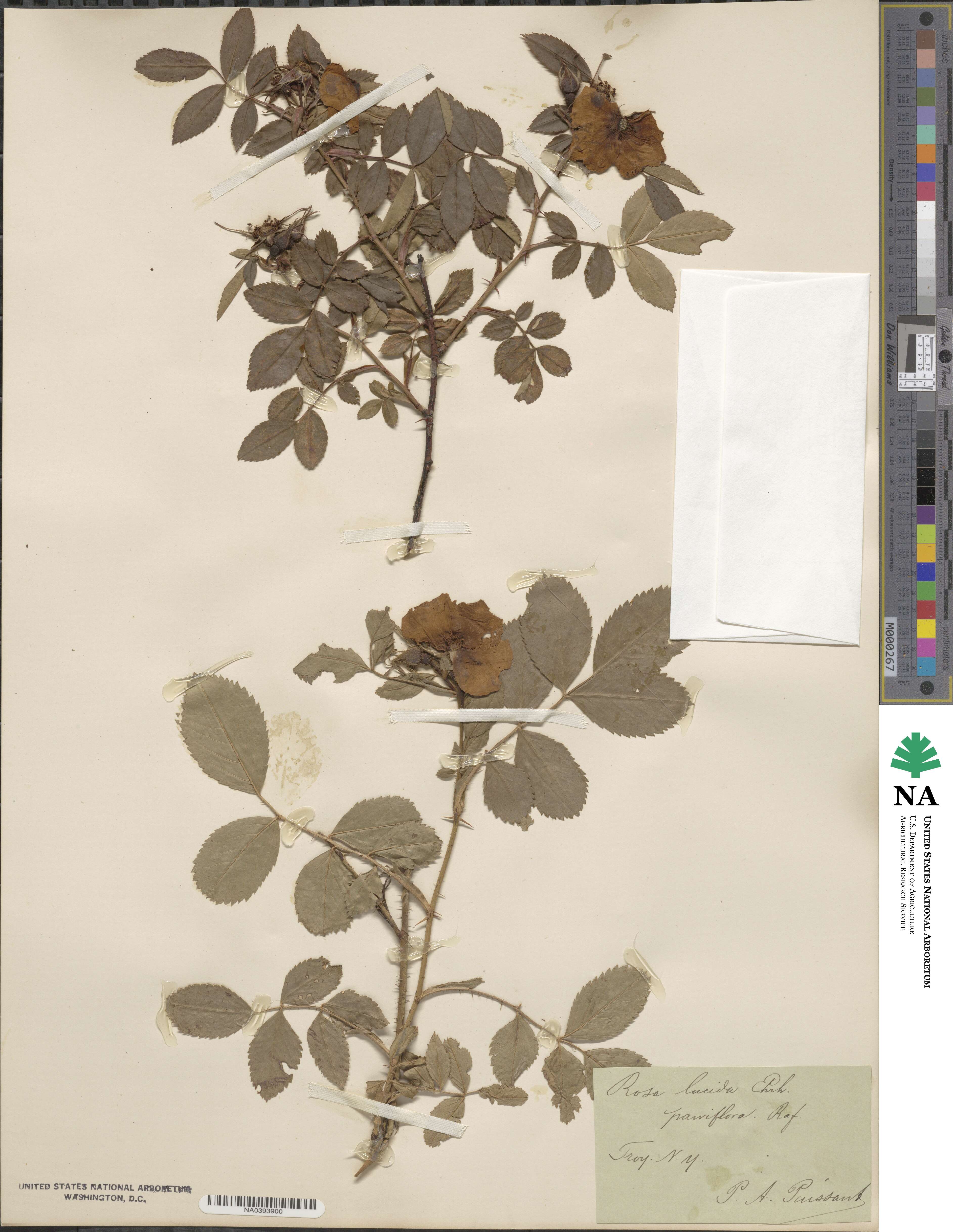 Rosa lucida image