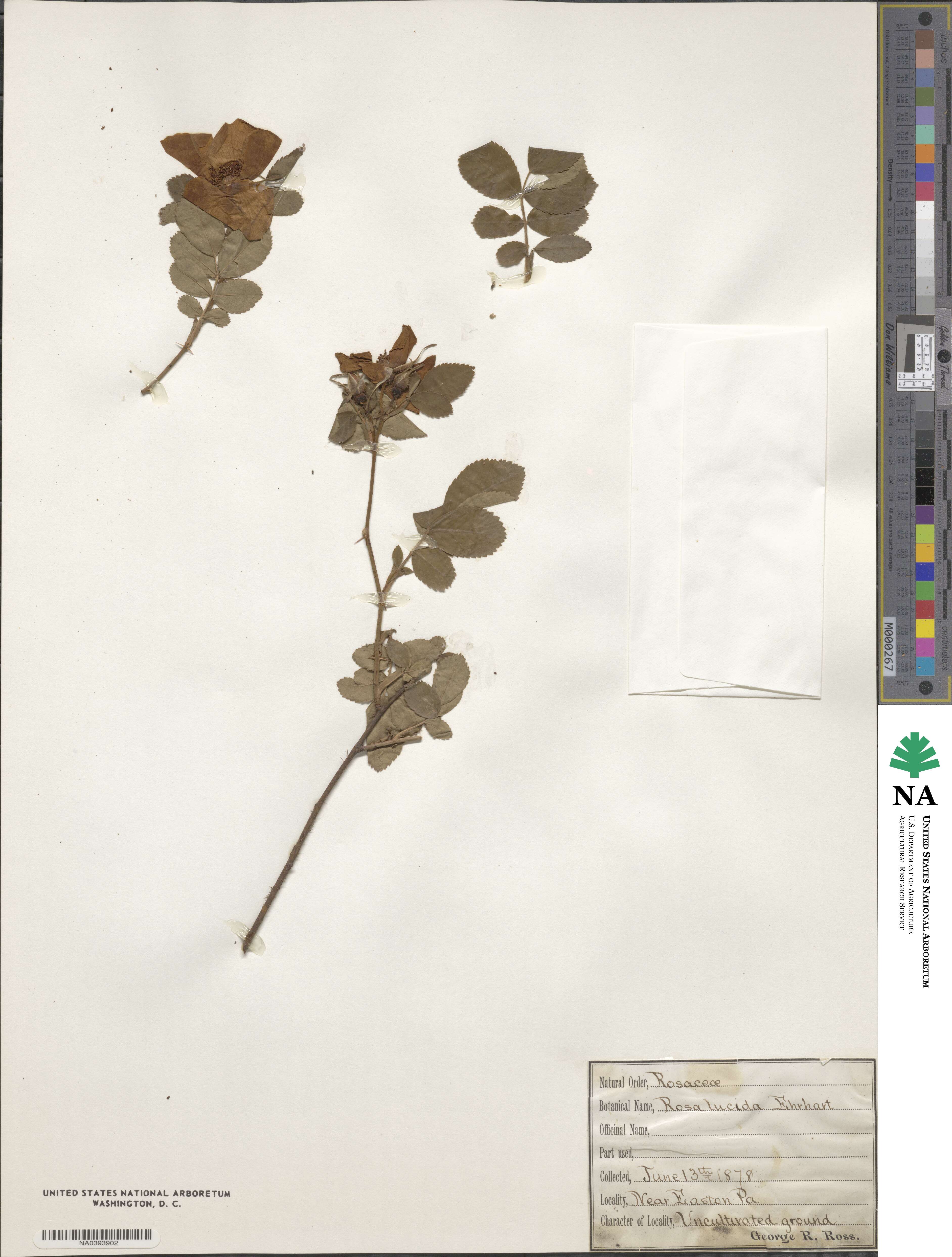 Rosa lucida image