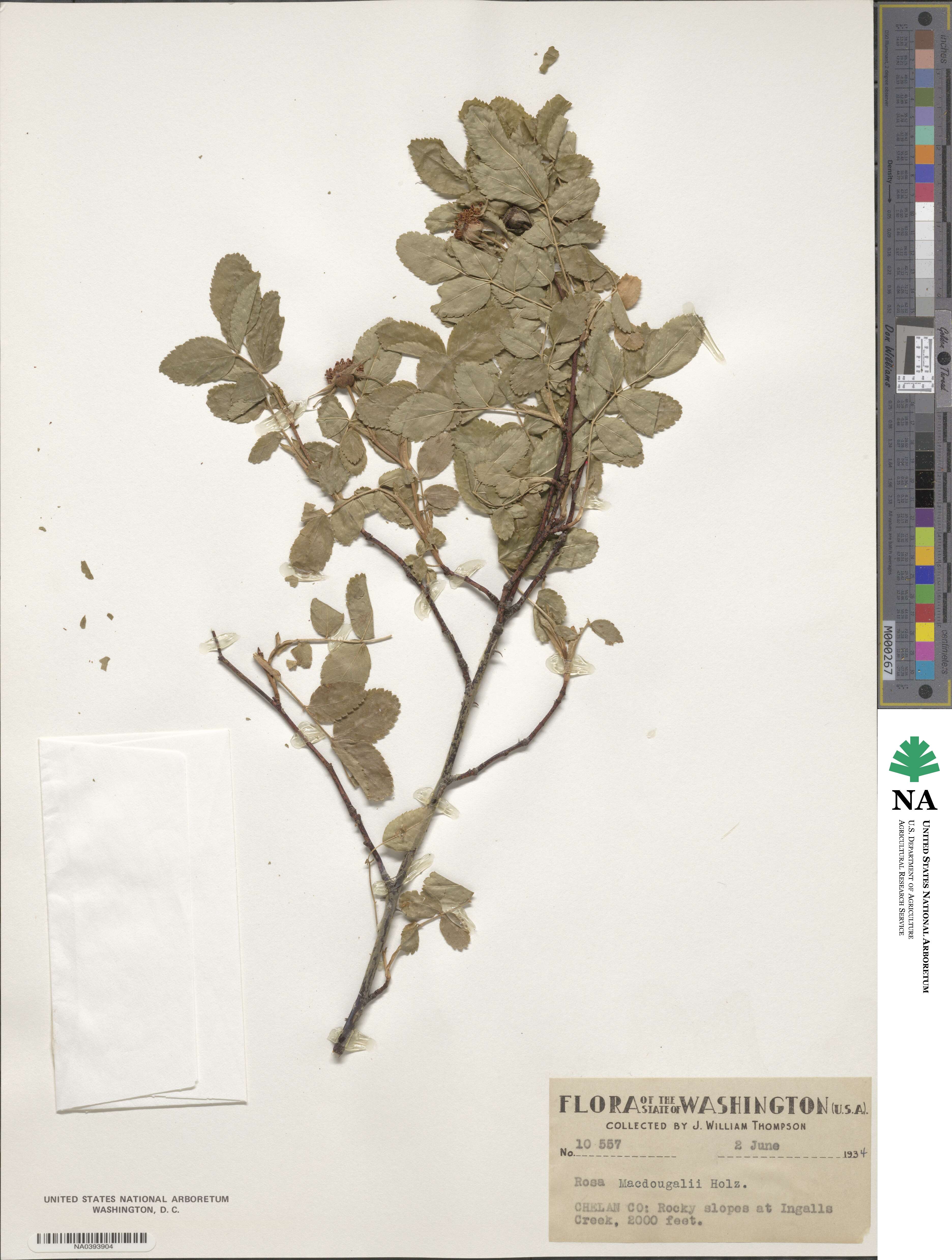 Rosa nutkana var. hispida image