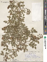 Rosa multiflora image