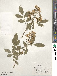 Rosa multiflora image