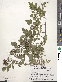 Rosa multiflora image