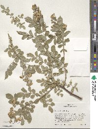 Rosa multiflora image