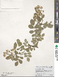 Rosa multiflora image